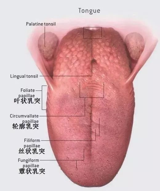 不同动物的辨味方法举例（动物辨别味道独特的方法）