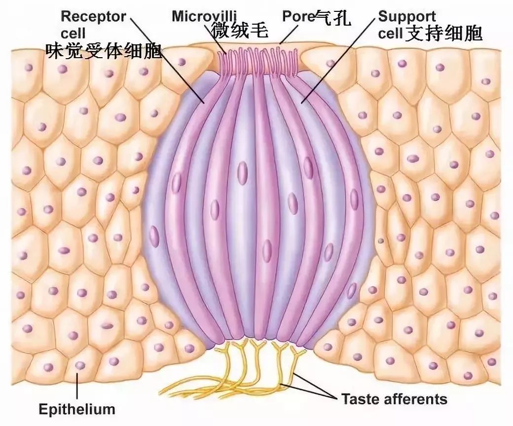 不同动物的辨味方法举例（动物辨别味道独特的方法）